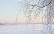 Winter beauty - nature Winter beauty - nature