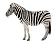 Prächtiges Zebra auf weißem Hintergrund