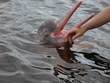 Amazonasdelfin (Inia geoffrensis)