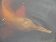 Amazonasdelfin (Inia geoffrensis)