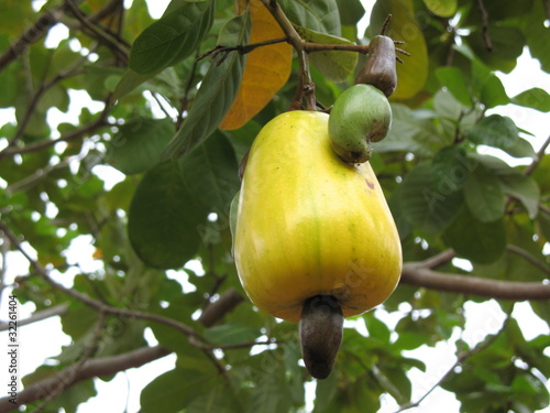 Photo: Cashew fruit (Anacardium occidentale) Cashew fruit (Anacardium occidentale)