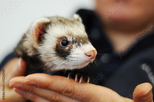 Photo: Woman holding ferret Woman holding ferret