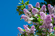 Fliederblüten
