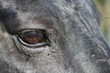 regard cheval