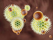Virus gegen Immunsystem