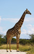 Photo: Giraffe, Etosha Park, Namibia Giraffe, Etosha Park, Namibia