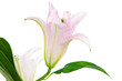 beautiful pink lily beautiful pink lily