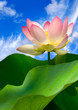 Seerose vor blauem Himmel mit Wolken