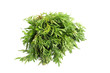 King Of Salad or Ulam Raja Or Cosmos caudatus