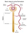 Formation of urine, eps8