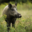 Sanglier