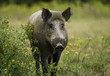 sanglier