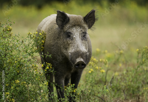 Photo: sanglier sanglier