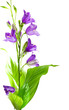 campanula