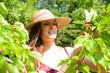 cueillette des cerises