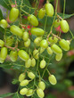 neem, azadirachta indica, lilas des Indes