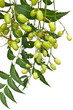 fruits de neem, azadirachta indica, lilas des Indes