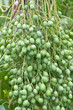 grappe de fruits de neem, azadirachta indica, lilas des Indes