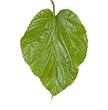 Leaf of mulberry isolated on white background Leaf of mulberry isolated on white background
