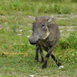 african warthog african warthog