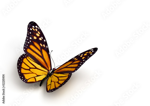 Foto: butterfly butterfly