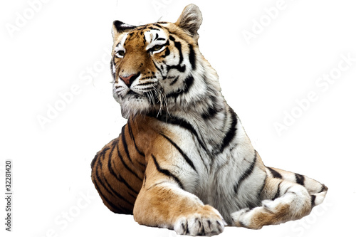 Photo: tiger tiger