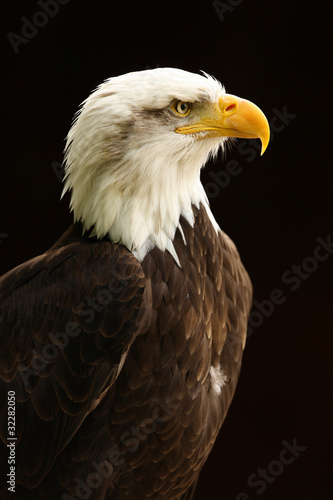 Photo: Portrait of a Bald Eagle Portrait of a Bald Eagle