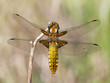 Broad-bodied chaser (Libellula depressa)