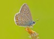 Blue butterfly (Polyommatus icarus)