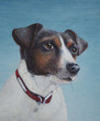 Egg tempera painting of a Jack Russell terrier