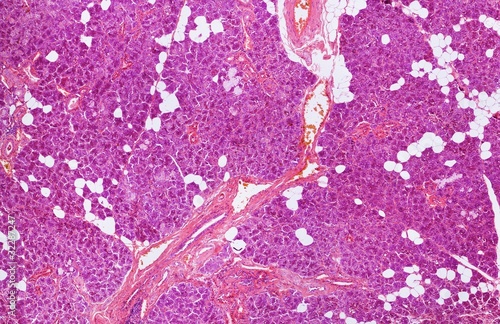 Photo: Microscope picture of human salivary gland Microscope picture of human salivary gland