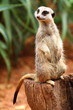 Australian Meerkat Australian Meerkat