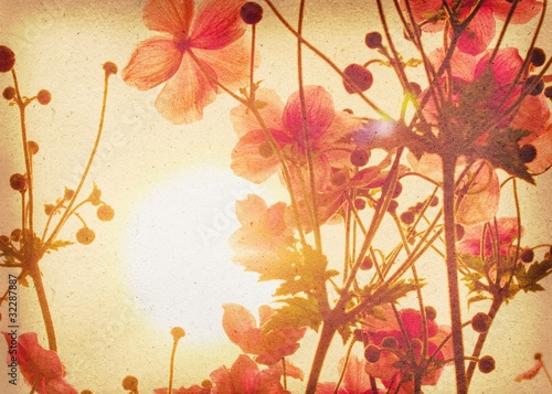 Illustration: Anemone Anemone
