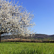 beautiful tree with white flowers on grenn grass