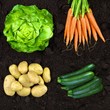 natural agriculture