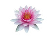 Red Lotus izolovan&eacute; na čern&eacute;m