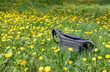 Photo bag on meadow of yellow dandelions