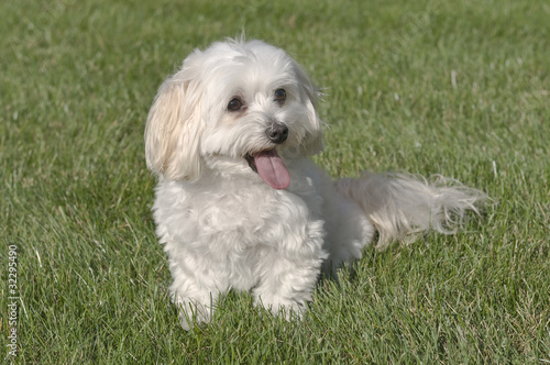 Maltese Toy Poodle Mixed Puppy Sitting In Grass de Jim Vallee, Photo ...
