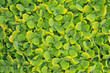 Pistia stratiotes L.
