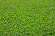 Pistia stratiotes L.