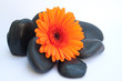 Lavasteine mit Blume orange III
