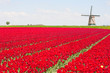 Foto: Tulips and windmill Tulips and windmill
