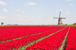Foto: Tulips and windmill Tulips and windmill