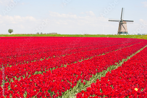 Photo: Tulips and windmill Tulips and windmill