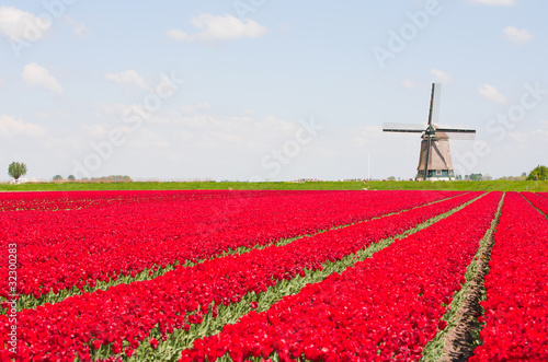 Photo: Tulips and windmill Tulips and windmill