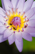 Blue lotus