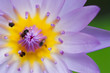 Blue lotus