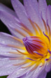 Blue lotus
