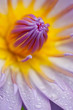 Blue lotus