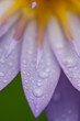 Blue lotus